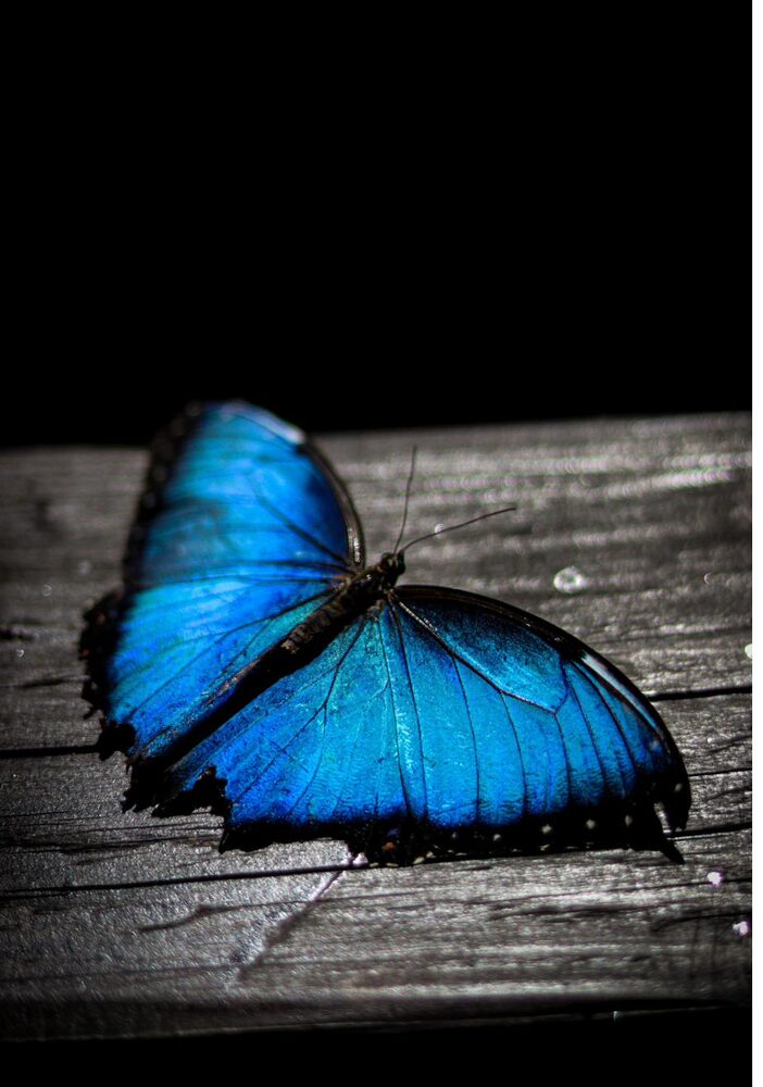 A blue morpho butterfly resting with wings open, symbolising transformation and career change